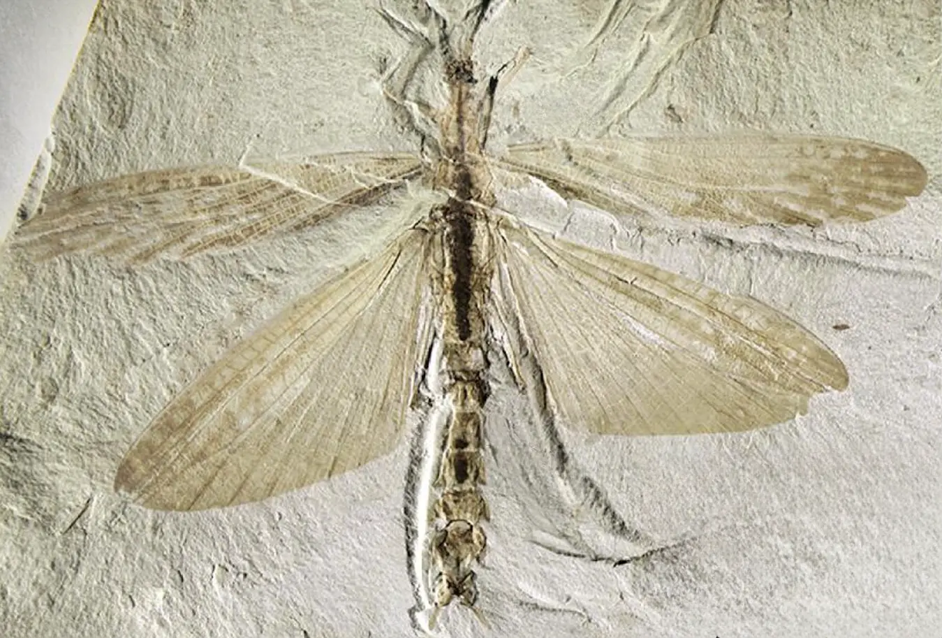 Miniatura historia evolutiva de las alas en insectos palo