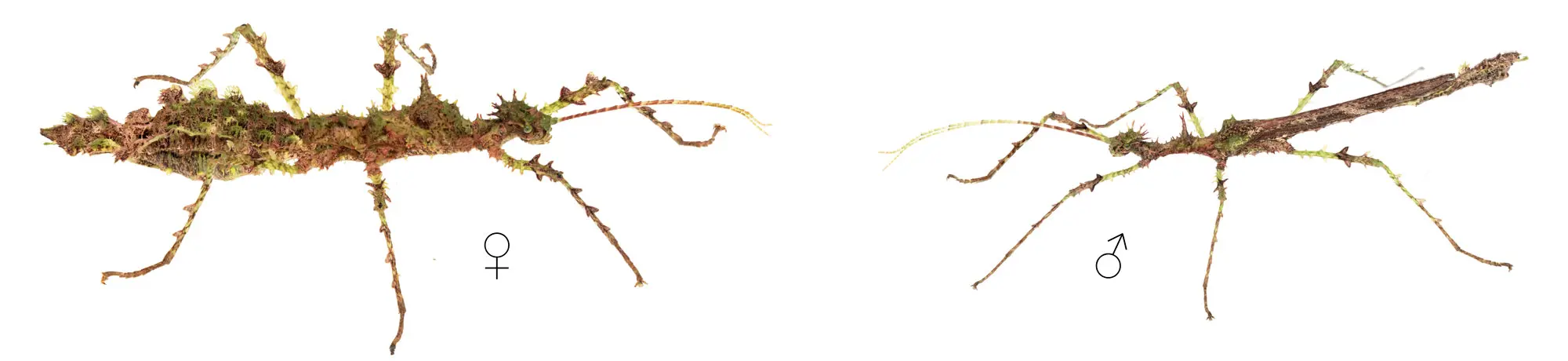 Ejemplo dimorfismo sexual