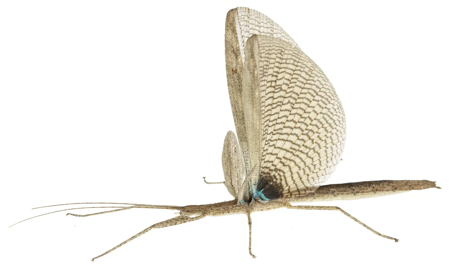Metriophasma diocles con alas extendidas
