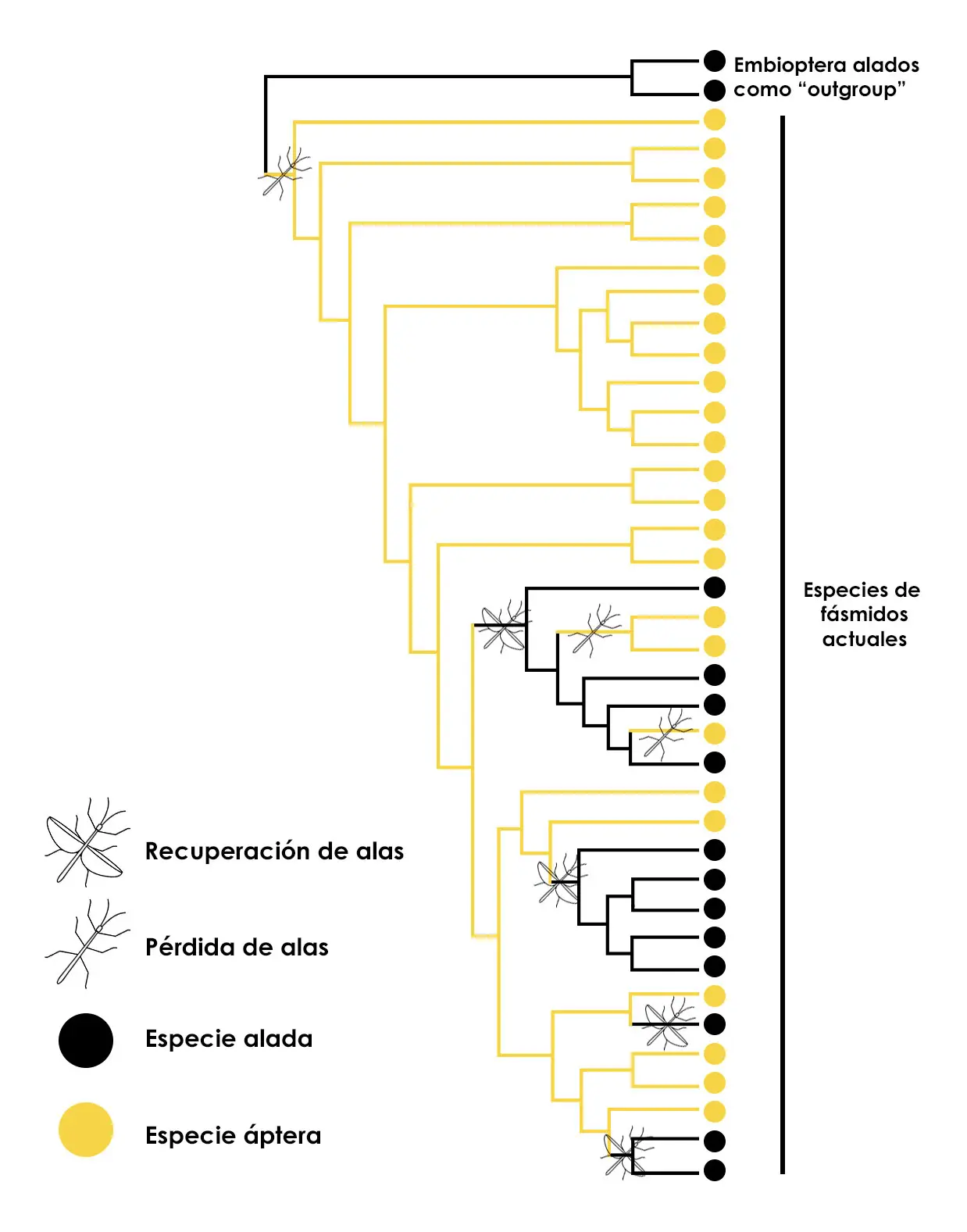 Representación del arbol filogenetico de Whiting et al. (2003)