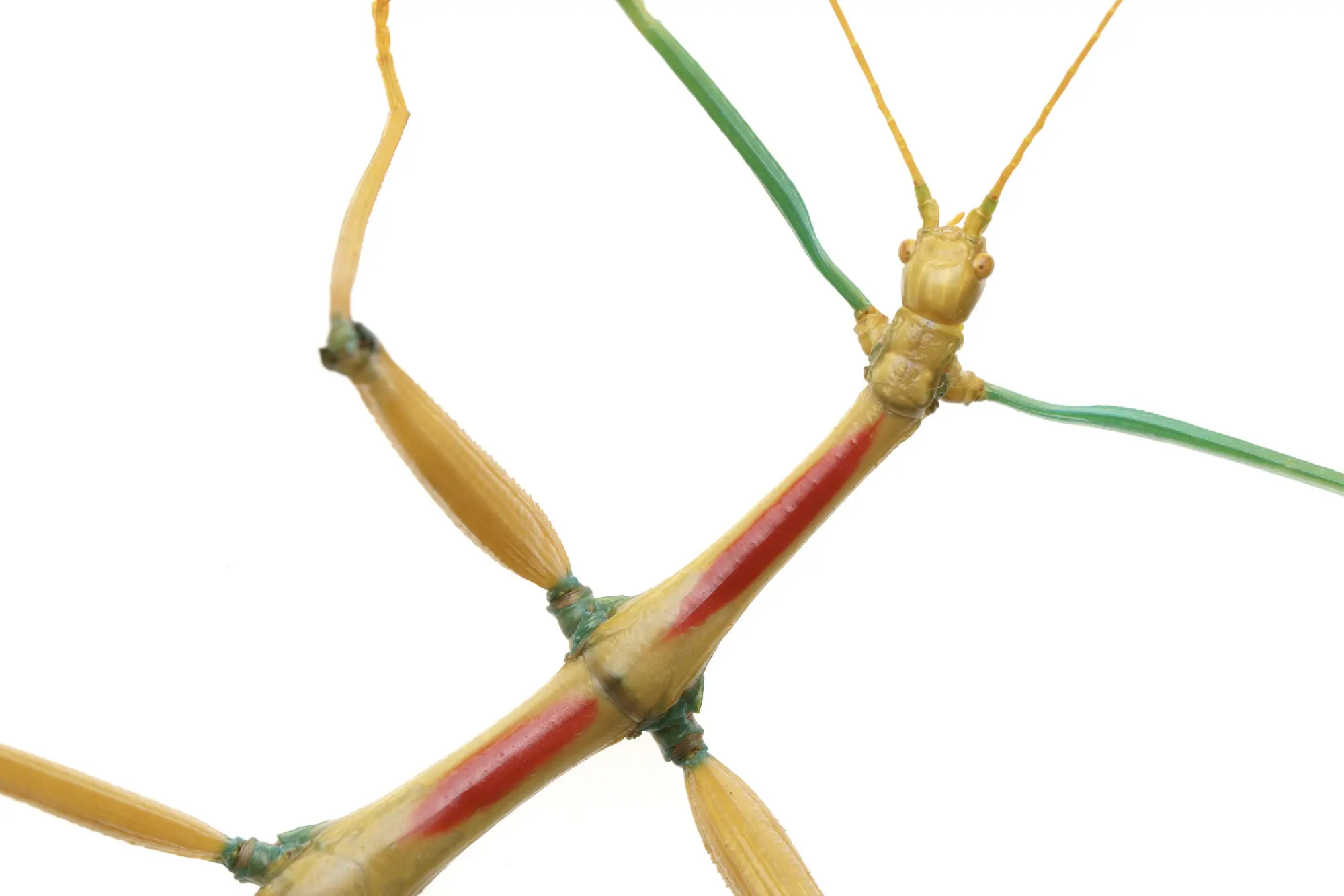 Curso de fásmidos de USA y Canadá