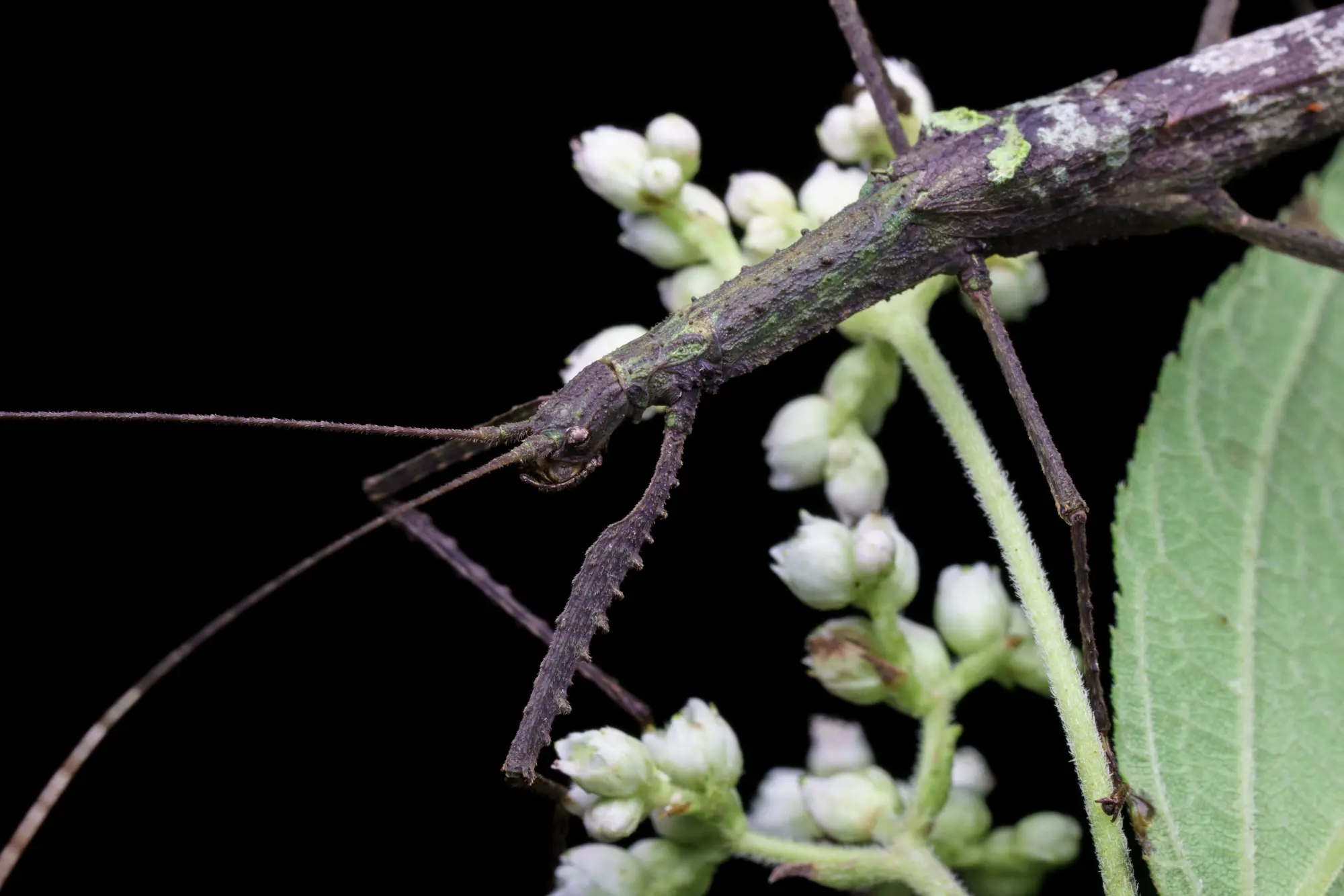 Curso de introducción a los insectos palo de Panamá