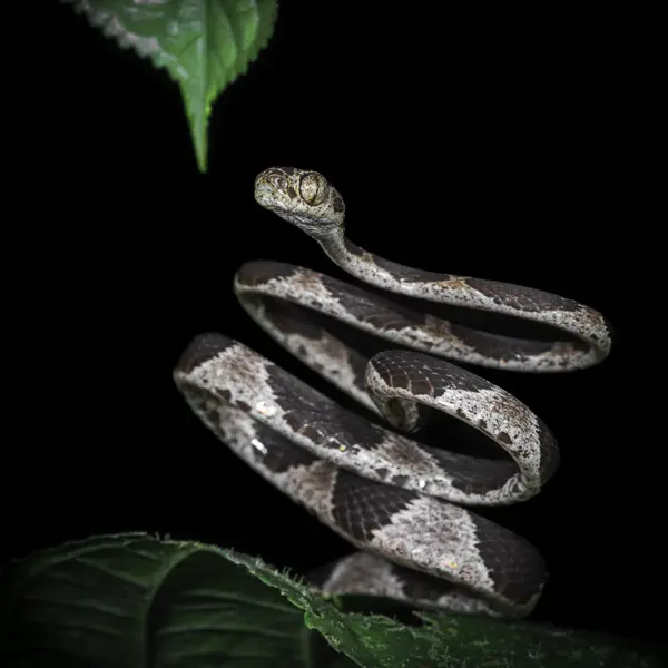 Serpiente en la selva