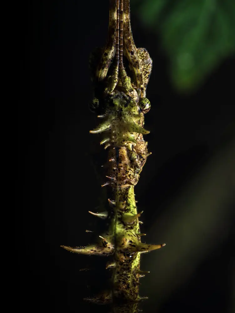 Trychopeplus mashpiensis