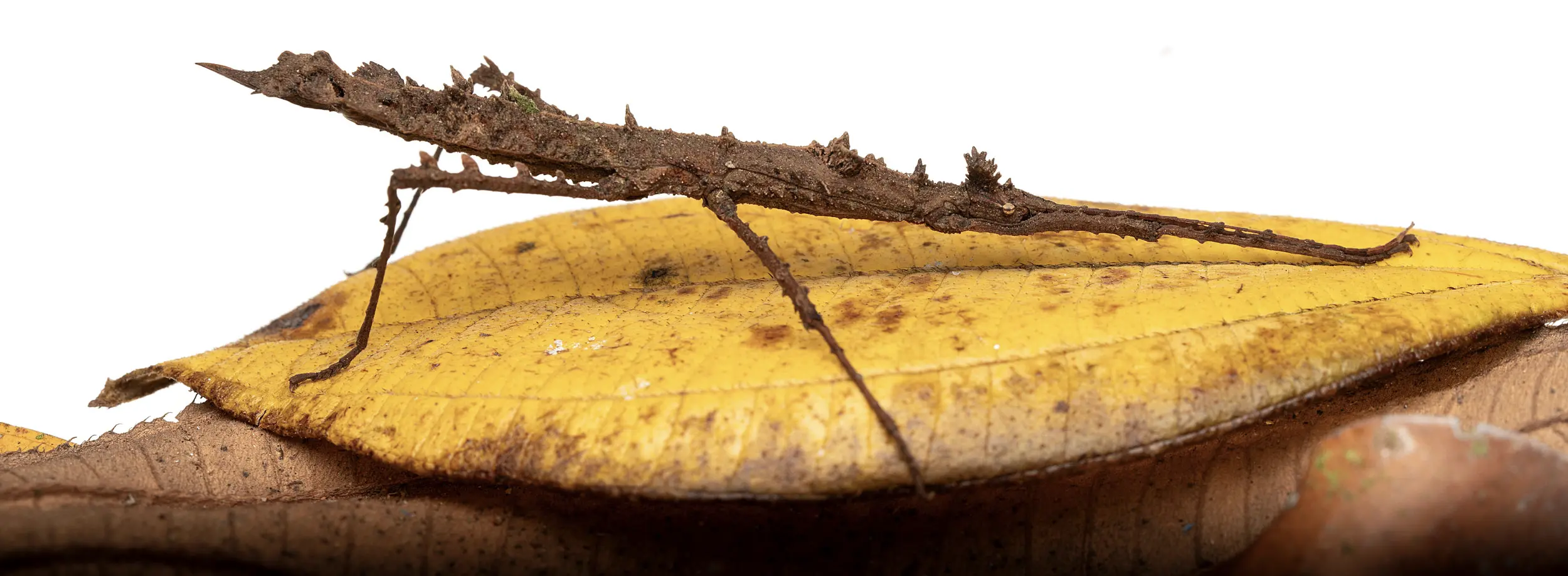 Insecto palo sobre hoja seca